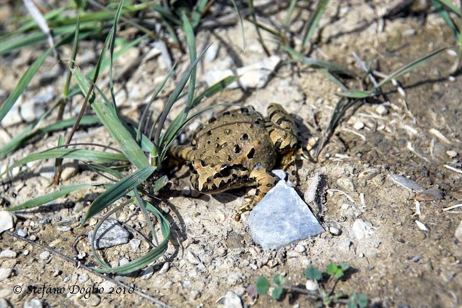 discoglosso marocchino - Discoglossus scovazzi